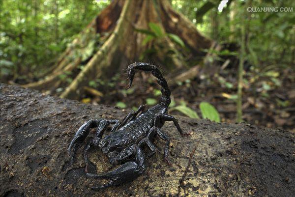 萝王魔花花同人小说之变异虫王遭遇雨林蝎神秘风衣男暴龙登场