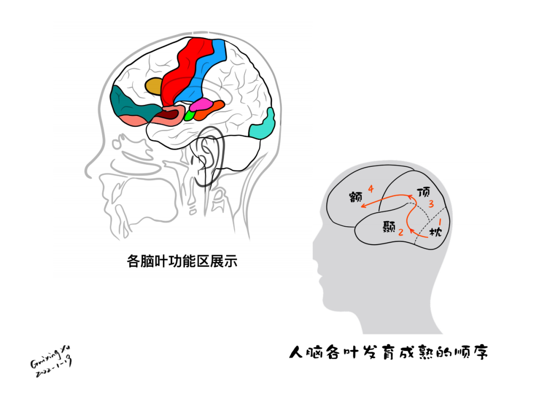 徐桂兴手绘｜大脑皮层的解剖与定位|顶叶|枕叶|中枢|大脑皮层|表现|-健康界