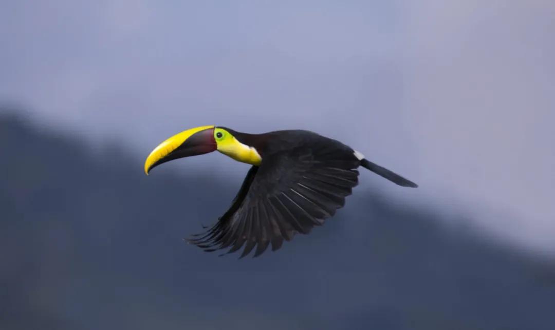 dulk 不要让濒危动物成为地球「转瞬即逝的珍宝