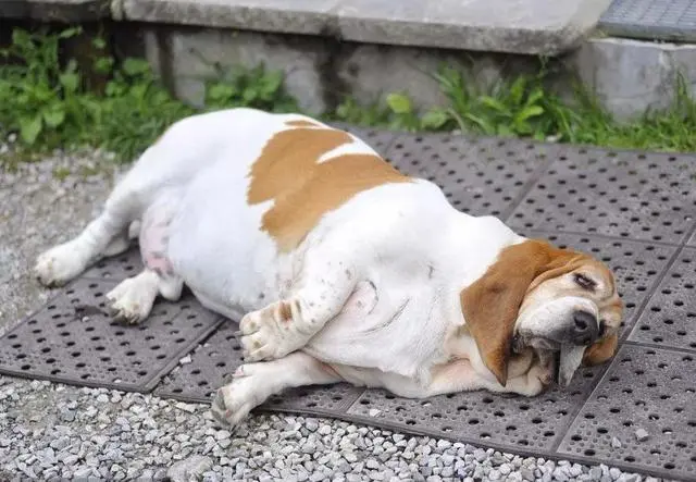 老年犬的饮食指南 教你老年狗狗可以吃什么 主人又该怎么喂 哔哩哔哩