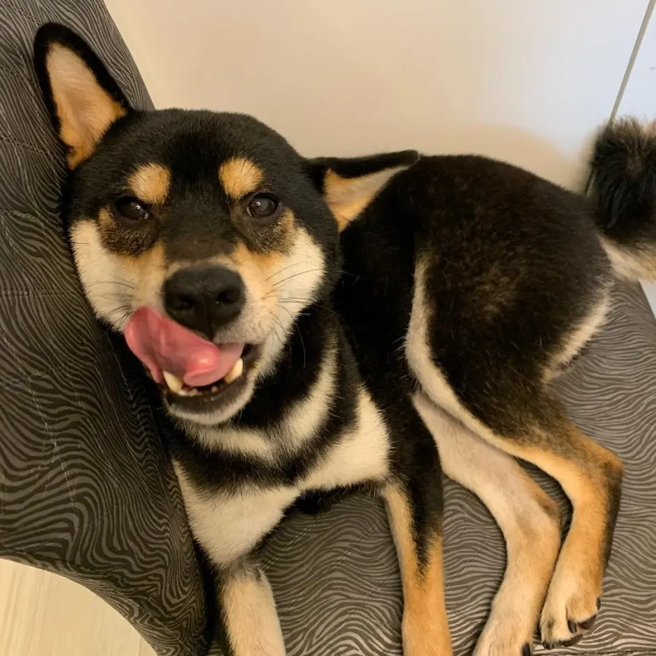 黑柴降价了 21 黑柴价格预测 哔哩哔哩