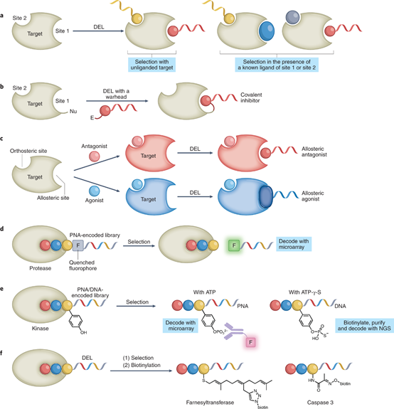 Nature Chemistry综述：超越亲合性检测手段的DNA编码化合物库 哔哩哔哩