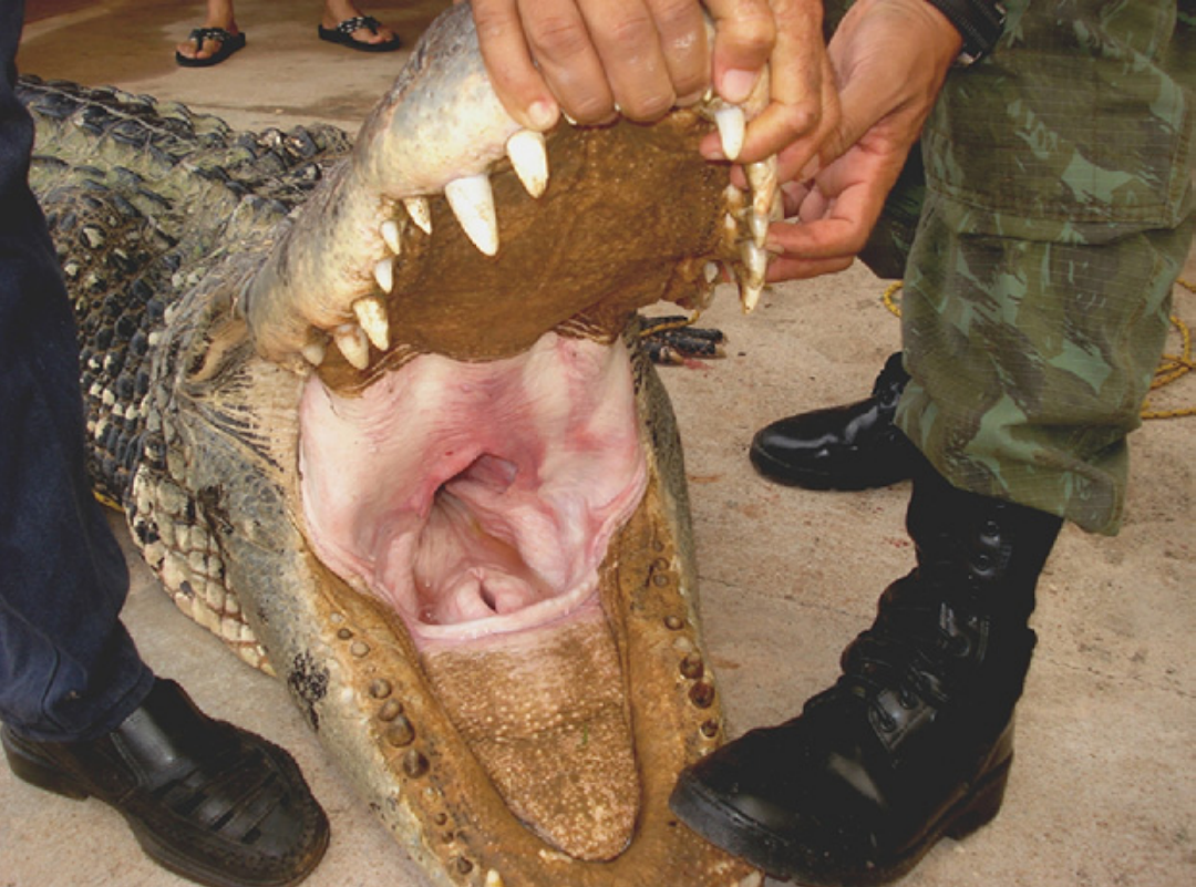 Yacare凯门鳄在巴西潘塔纳尔湿地 库存图片. 图片 包括有 动物区系, 鳄鱼, 横幅提供资金的, 本质 - 36010021