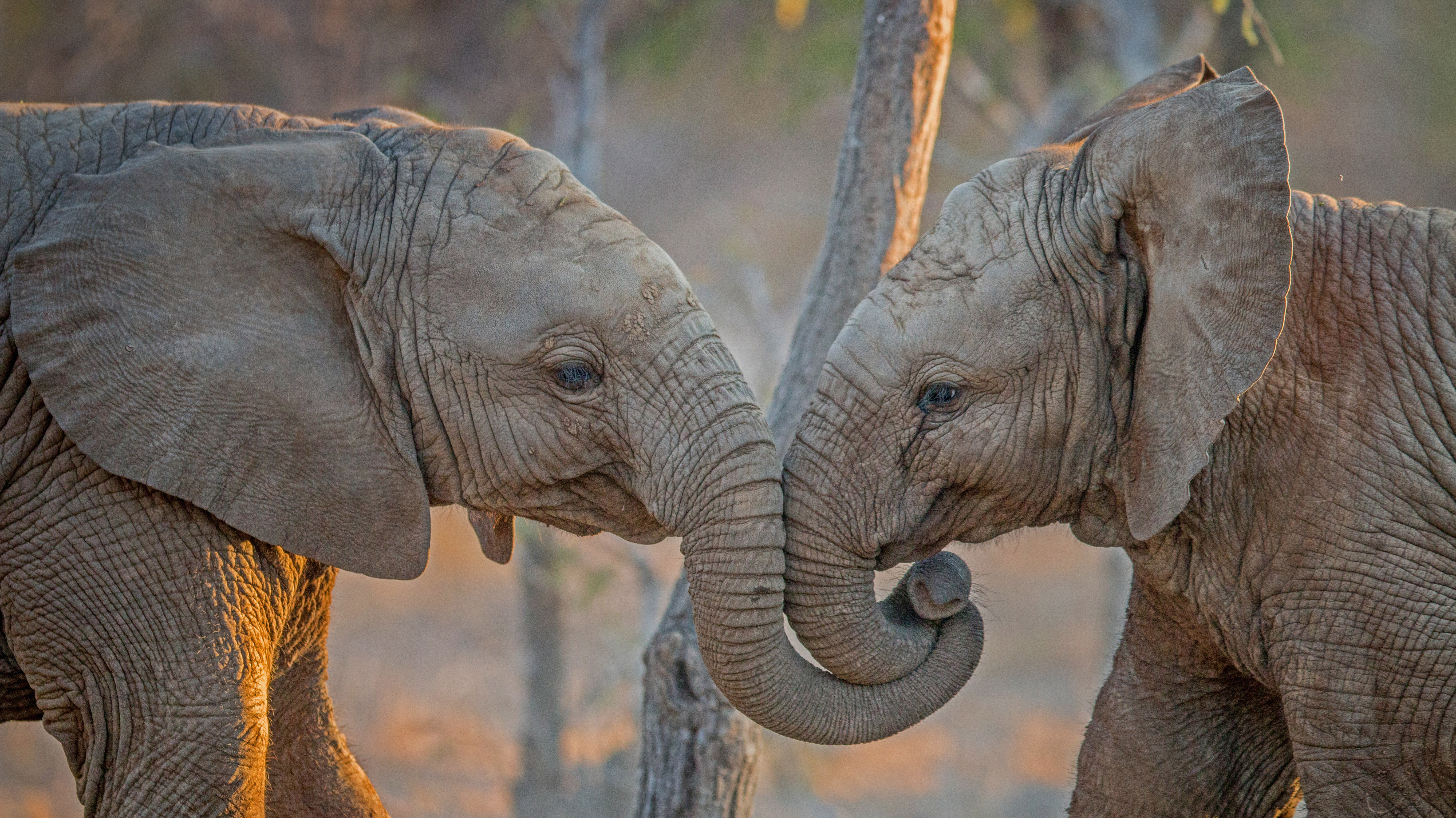 20200724 南非卡帕马私人野生动物保护区的大象 必应壁纸