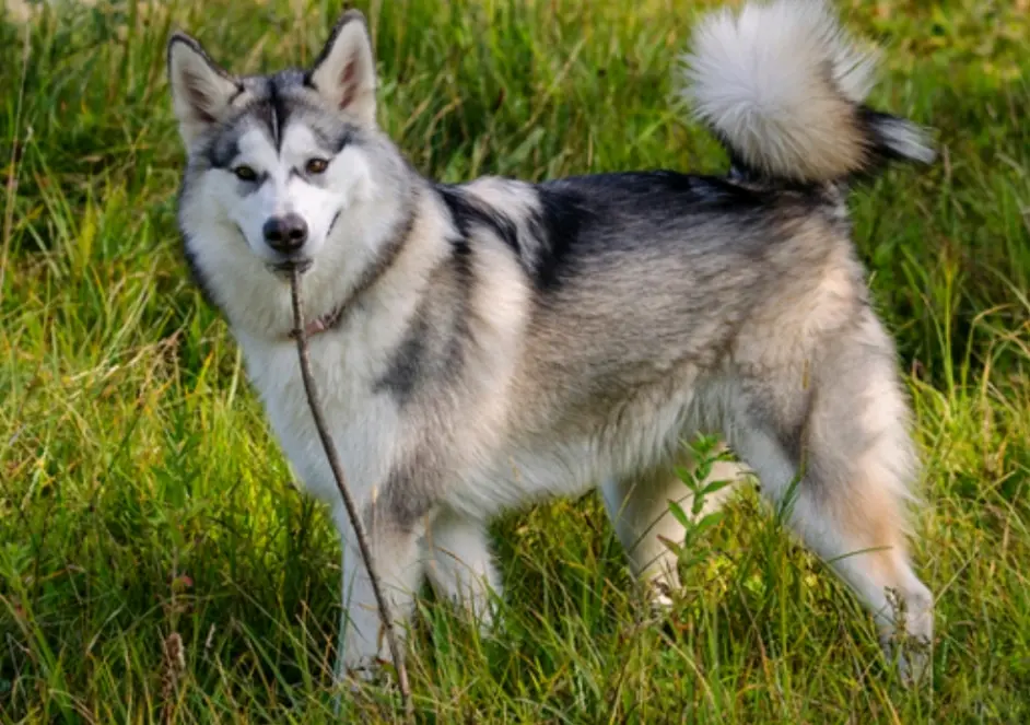 狗狗的种类性格 哔哩哔哩