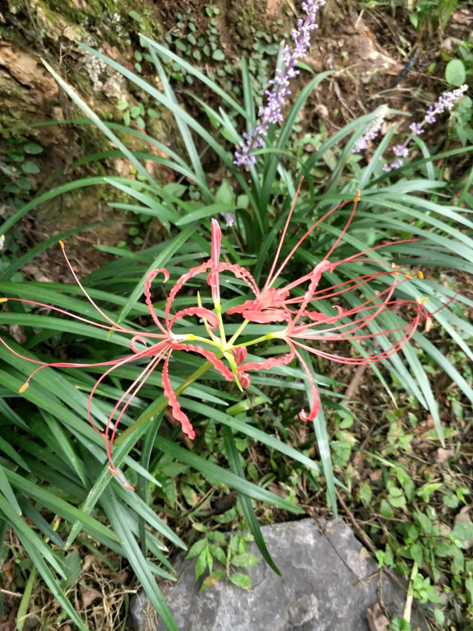 彼岸花的联想 深度解析 地狱少女 柴田一篇 哔哩哔哩