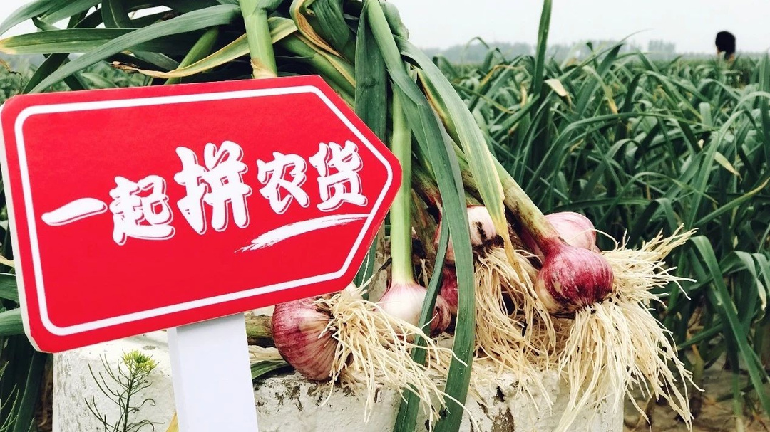 生态种植基地:在和谐中见证自然之力