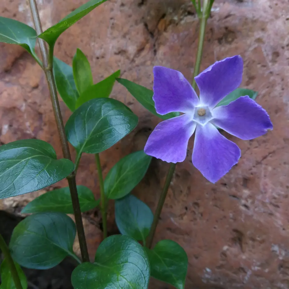 蔓长春花的浅紫色花 真是太漂亮了 哔哩哔哩