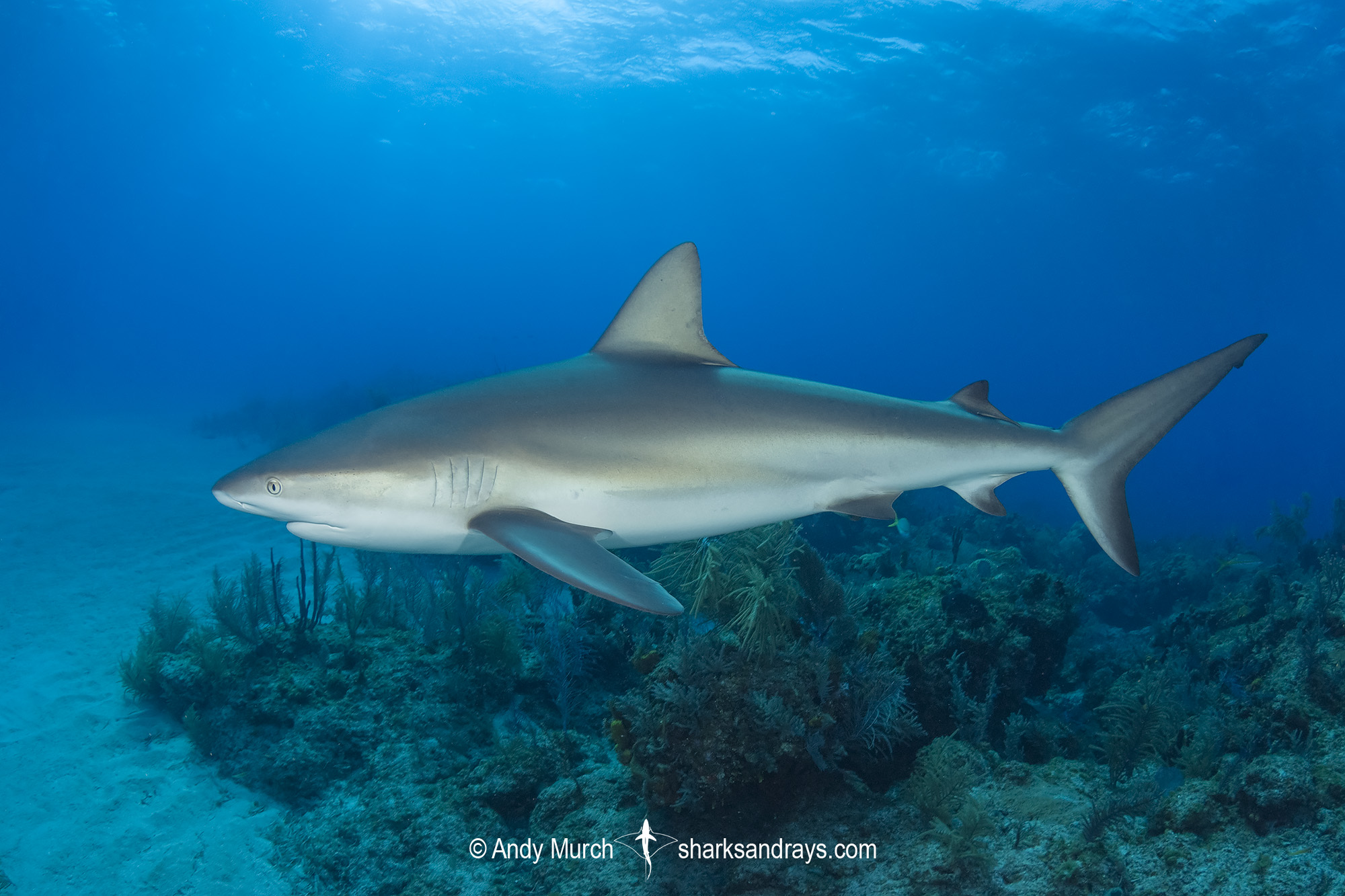 世界上第一个建立鲨鱼保护区的国家是谁？ - 知乎