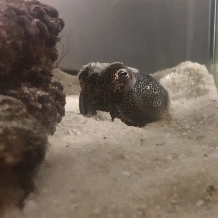 Xx耳乌贼 后耳乌贼饲养指南 简 哔哩哔哩