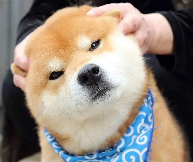 新手适合养什么狗狗 经常会遇到什么问题 哔哩哔哩