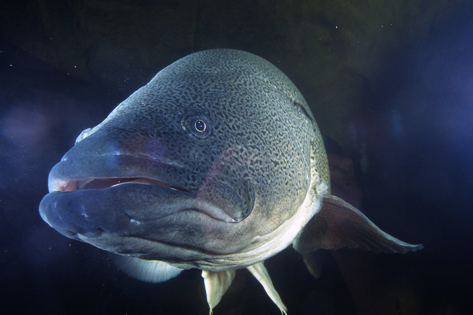 南半球的鲈鱼真鲈科物种总览