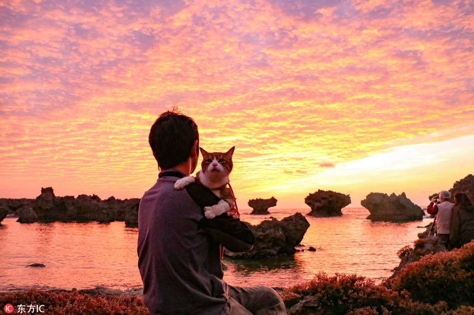 日本猫咪成"旅行达人" 跟主人走遍全国47县