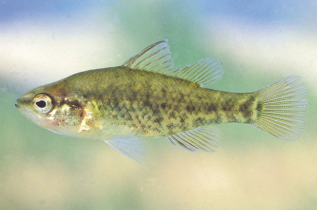 南半球的鲈鱼真鲈科物种总览