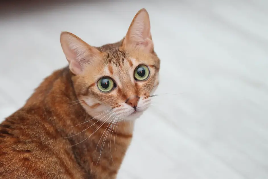 猫传腹441治疗怎么打针？需要注意什么？ - 哔哩哔哩