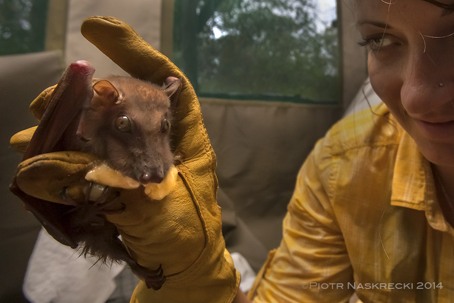 果蝠喜欢吃香蕉,即便是被研究员拿在手里测量,拍摄甚至调戏