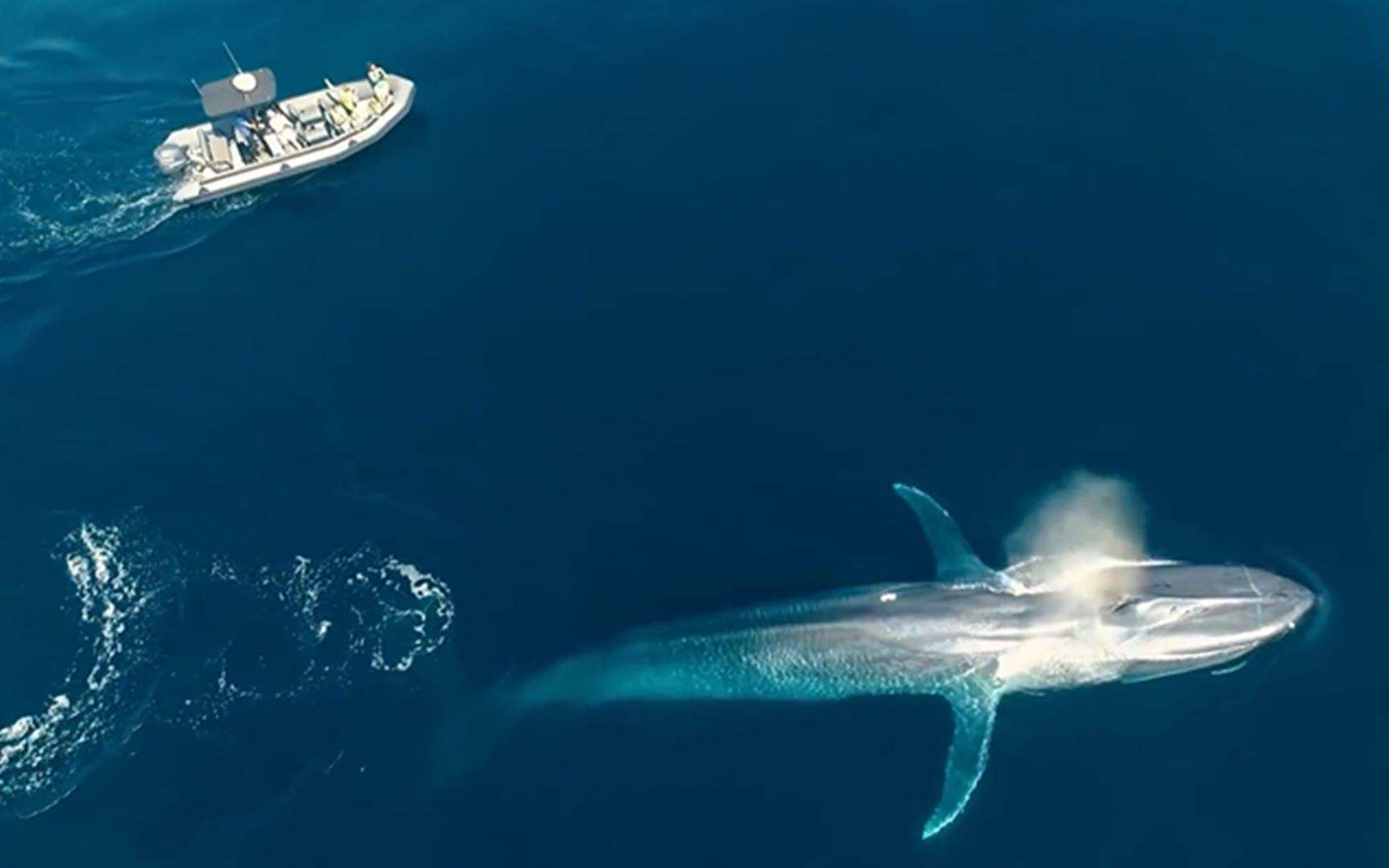 汤加 鲸鱼 斐济 鲨鱼潜水 Ow可报名 7月28号出发 12天深度行程 2个名