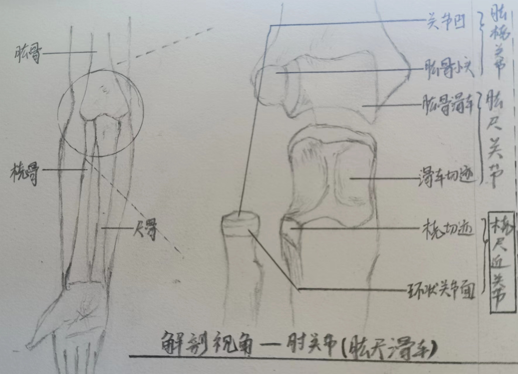 运动七关节——桡尺关节