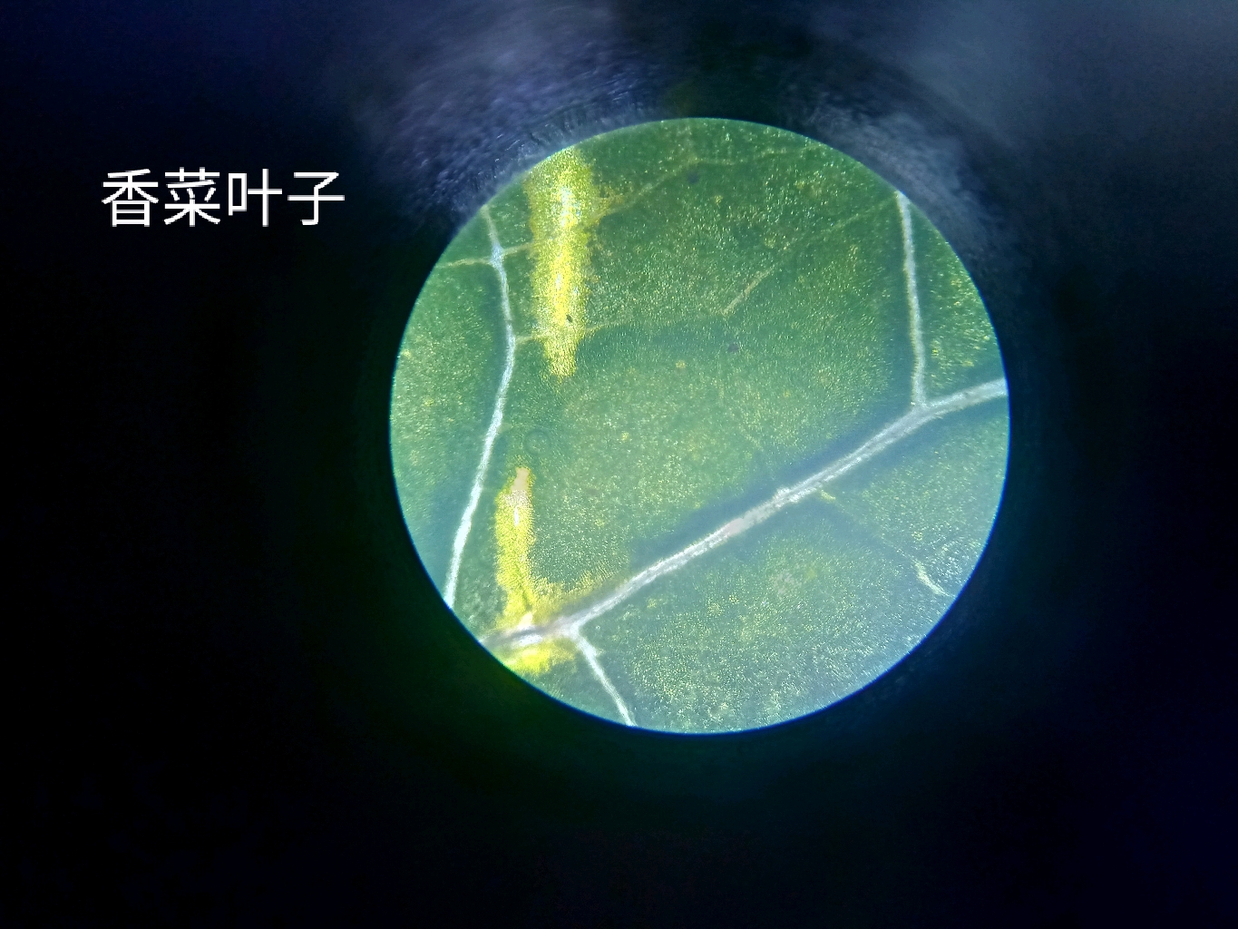 虫师中的光脉的实质是.