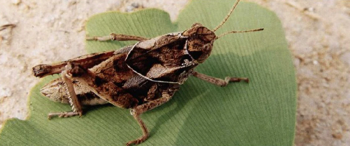 【读书笔记】蝗虫辨认(1) 哔哩哔哩