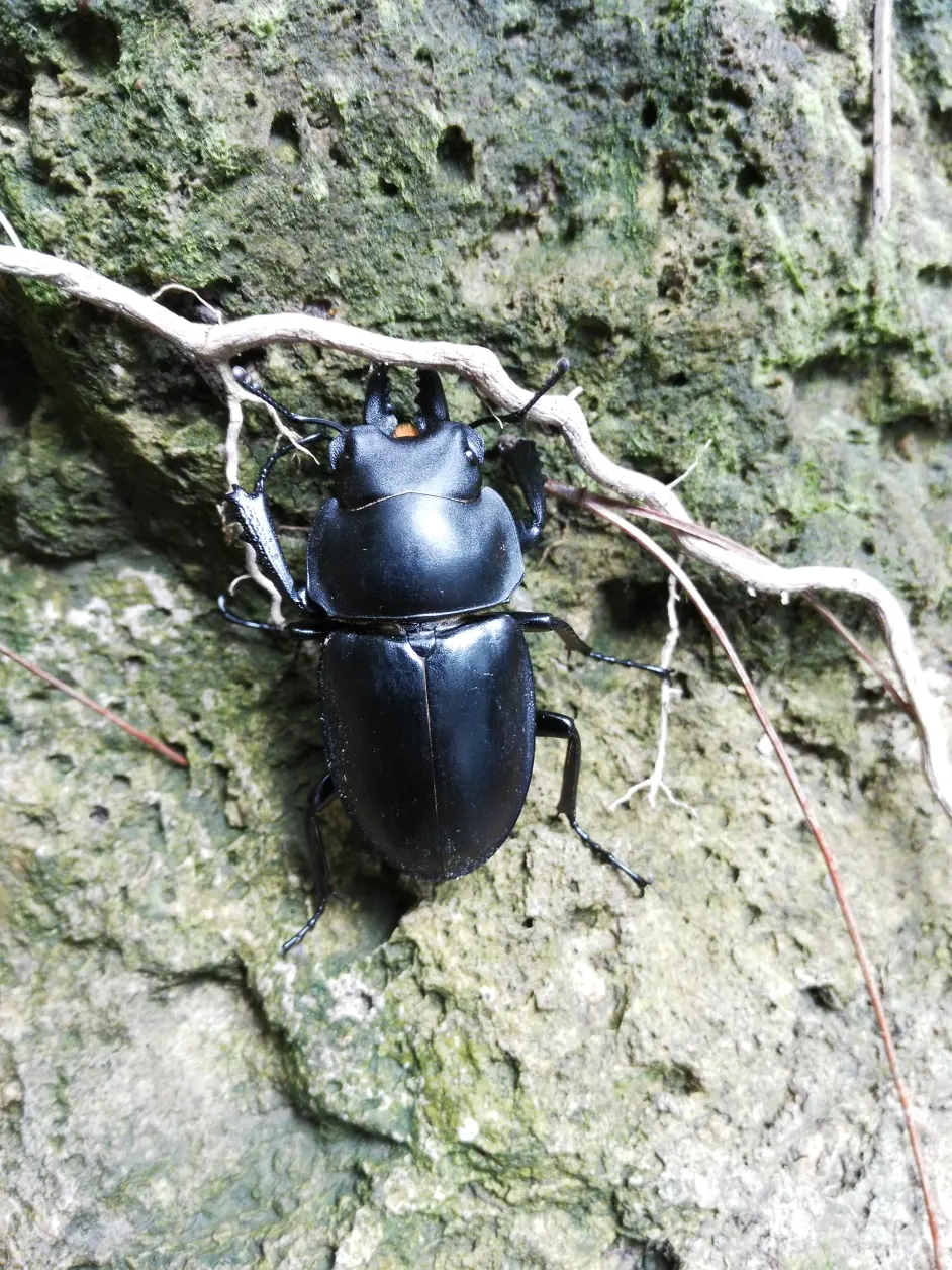虫鸣不息 18年昆虫图录 哔哩哔哩