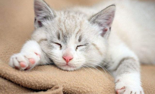 猫可以吃虾吗?我家猫咪吃了四只虾后,差点把我