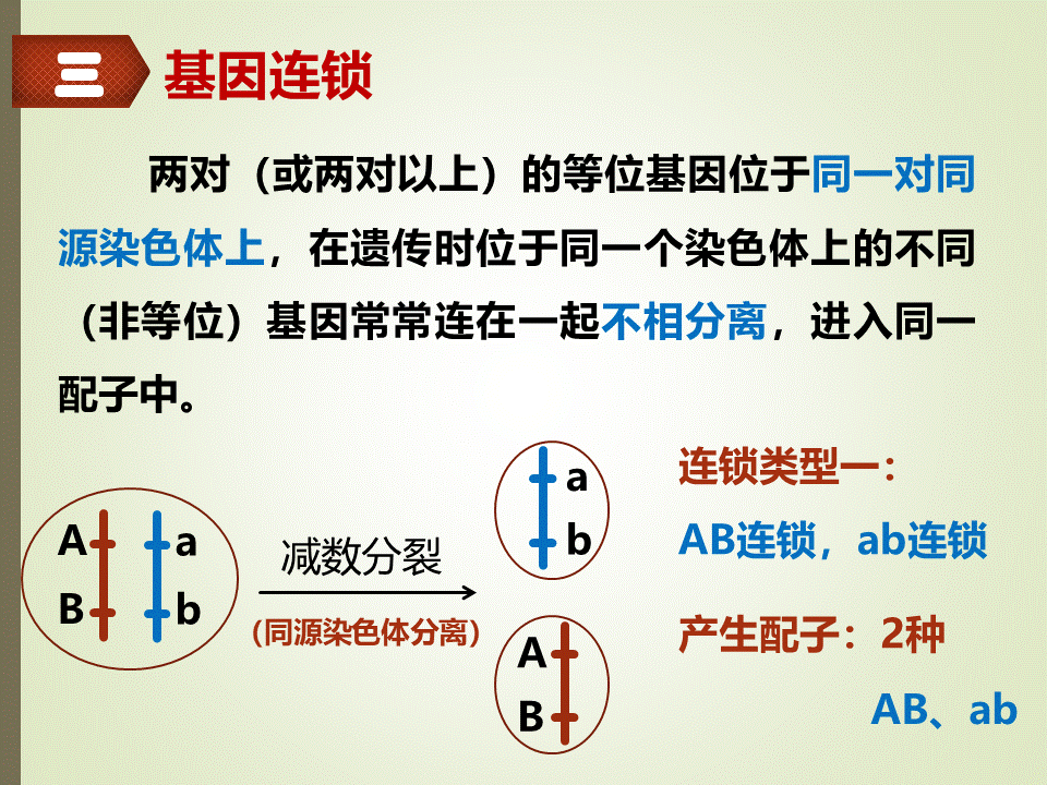 基因完全连锁图解图片