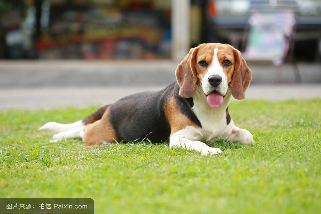 同人小说连载·刀犬使巫女(15)