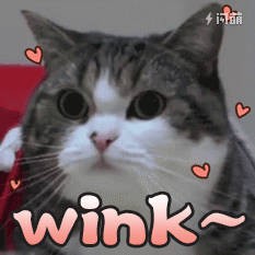 猫wink动图图片