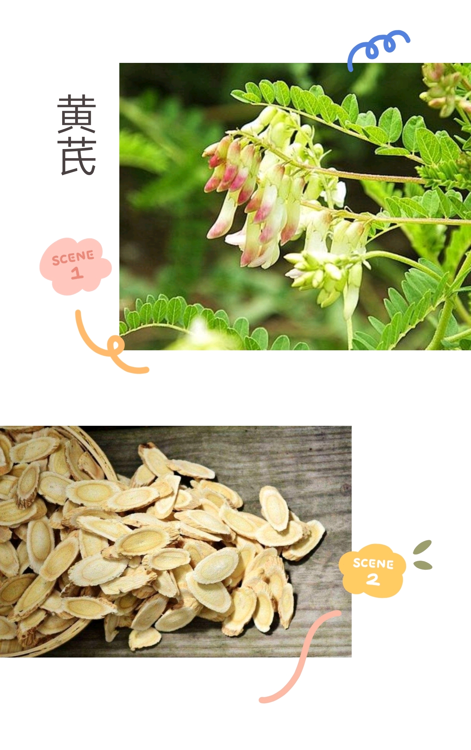 科目:   黄芪:别名绵芪,绵黄芪,为豆科黄芪属植物膜荚黄芪astragalus