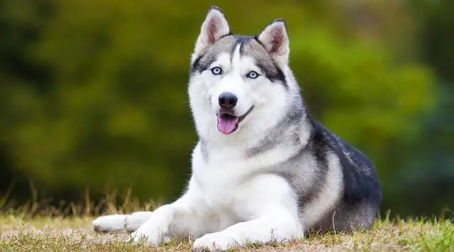 养大型犬好还是小型犬 喜欢安静的人选大狗 喜欢活泼的挑小狗 哔哩哔哩