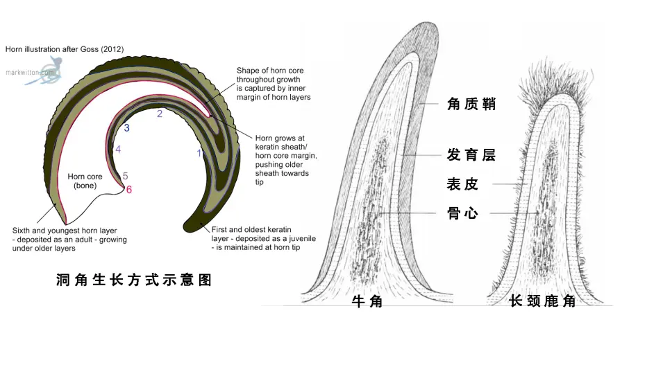 器官 角 角的种类有哪些 牛角和鹿角的区别是 美羊羊是男孩子么 哔哩哔哩