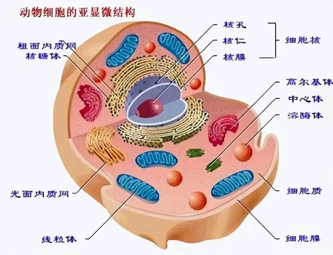 染色体概念图示图片