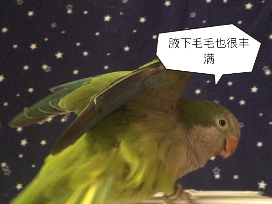 揪是這隻鳥——沙雕鸚鵡表情包4