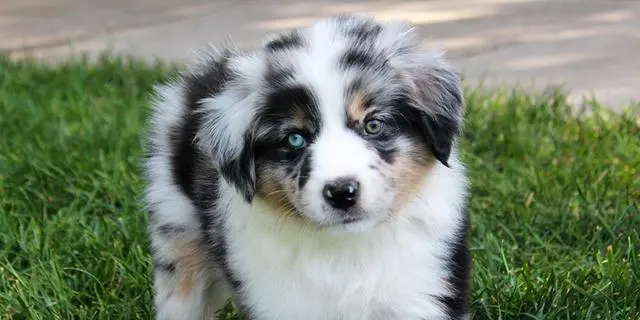 适合新手又被低估的宝藏犬种 迷你美国牧羊犬 哔哩哔哩