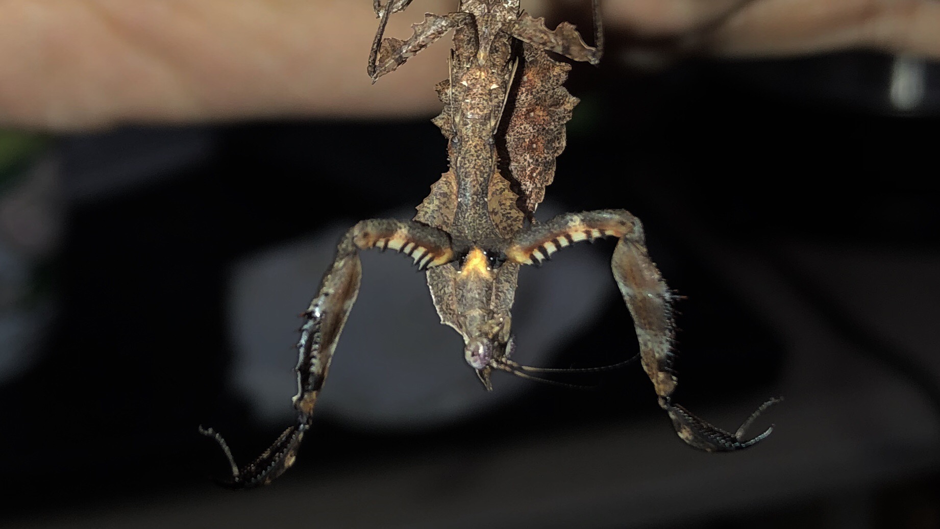 饲养记录拟睫螳饲养记录