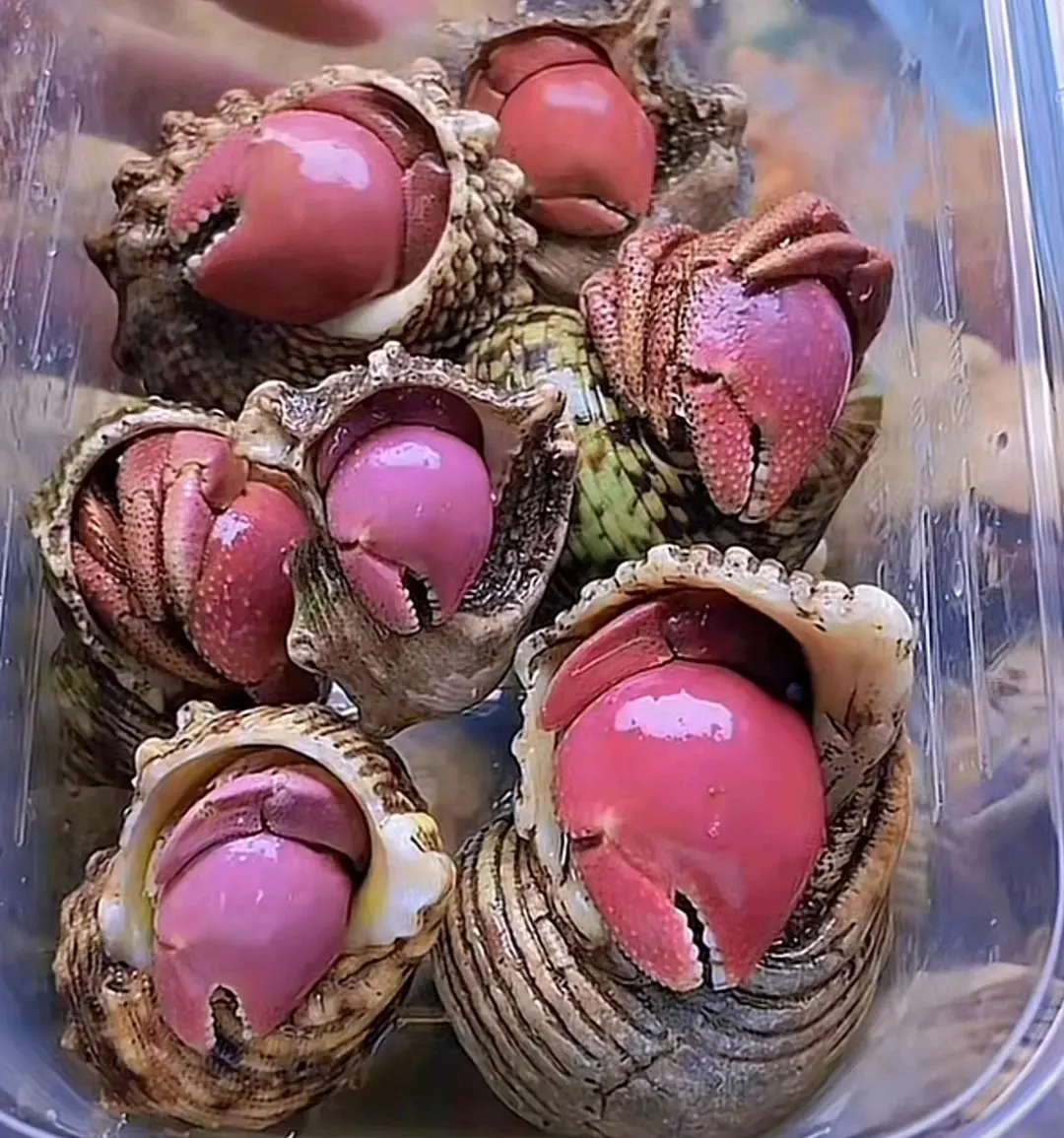 寄居蟹品种简单分辨7:短腕寄居蟹