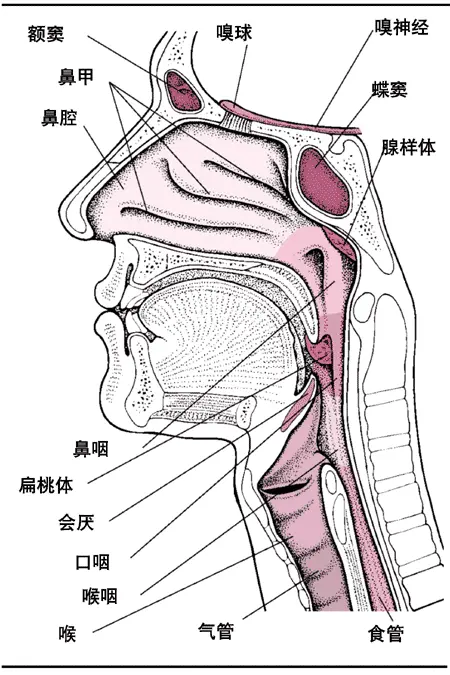 口腔与咽峡高清示意图图片