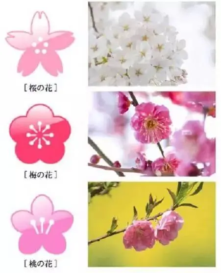 梅花桃花樱花 傻傻分不清楚 日网友一张图帮你快速扫盲 哔哩哔哩