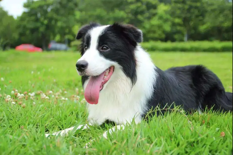 养品种犬 居然还有这些遗传病 你都清楚吗 哔哩哔哩