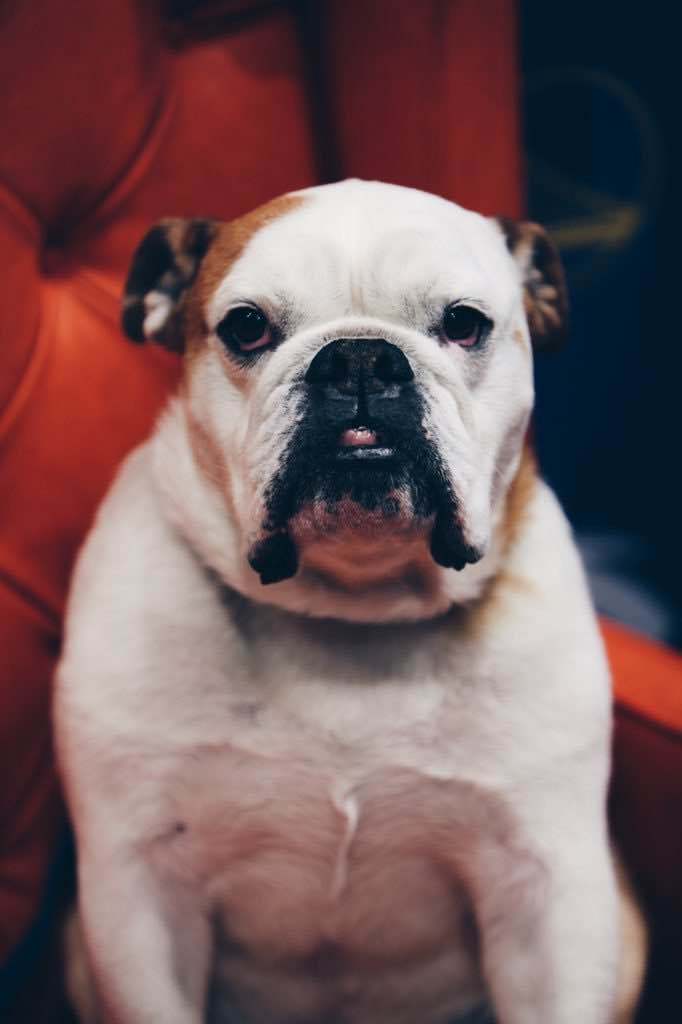 美国限量|汤普森带着爱犬出席签售会,kt5在美国竟要限量发售