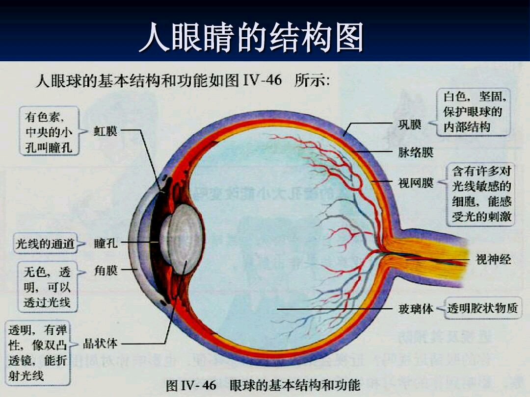 角膜与结膜的位置(图),眼角膜在哪个位置图片,眼睛没了眼角膜图片(第8页)_大山谷图库