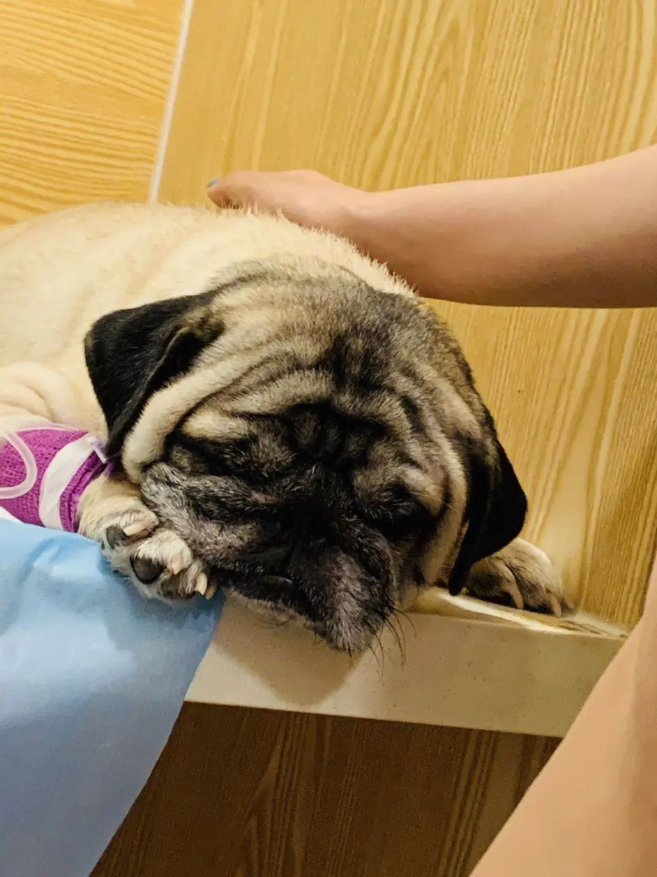 犬肝脏疾病的营养治疗 一只患有先天性肝门静脉短路的巴哥犬治疗过程 哔哩哔哩 犬肝脏疾病的营养治疗 一只患有先天性肝门静脉短路的巴哥犬治疗过程 哔哩哔哩