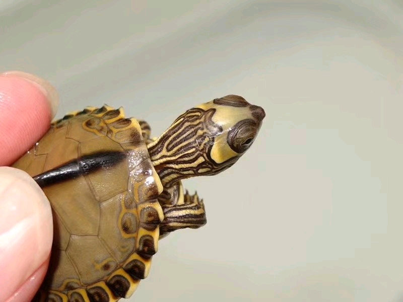 奇龟异谈【五】珍珠河地图龟