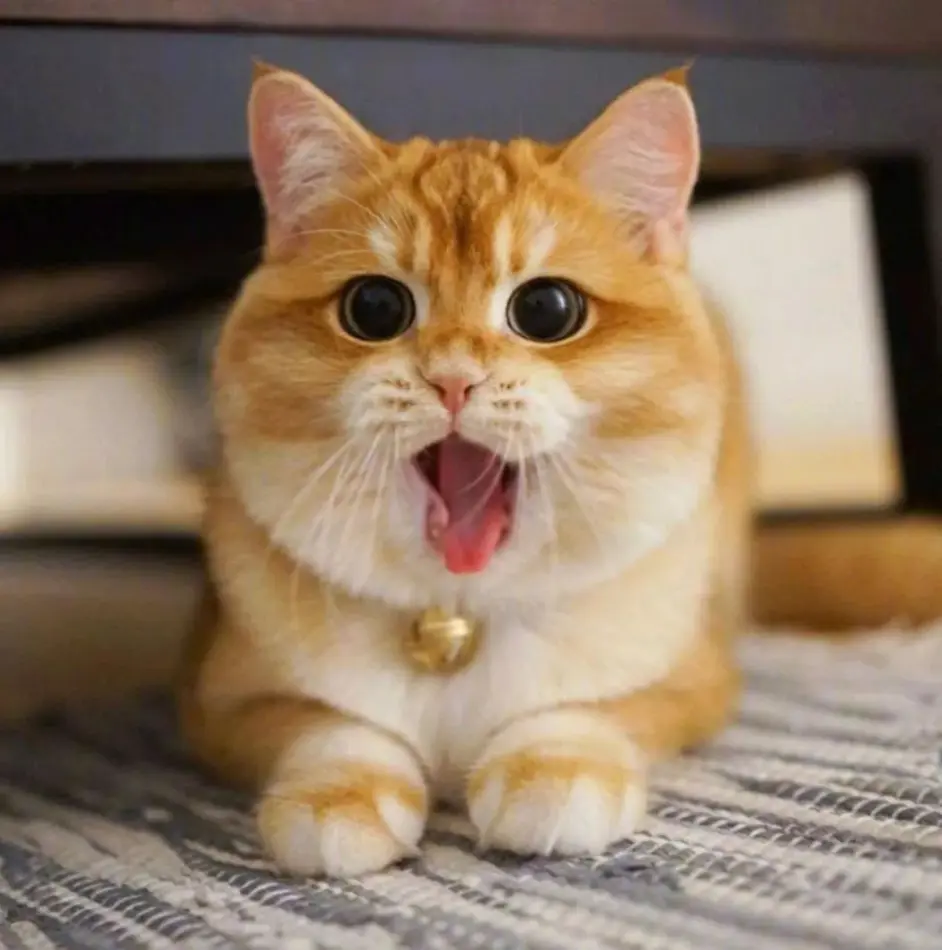 英短金渐层为什么这么贵 离不开这几个因素 哔哩哔哩