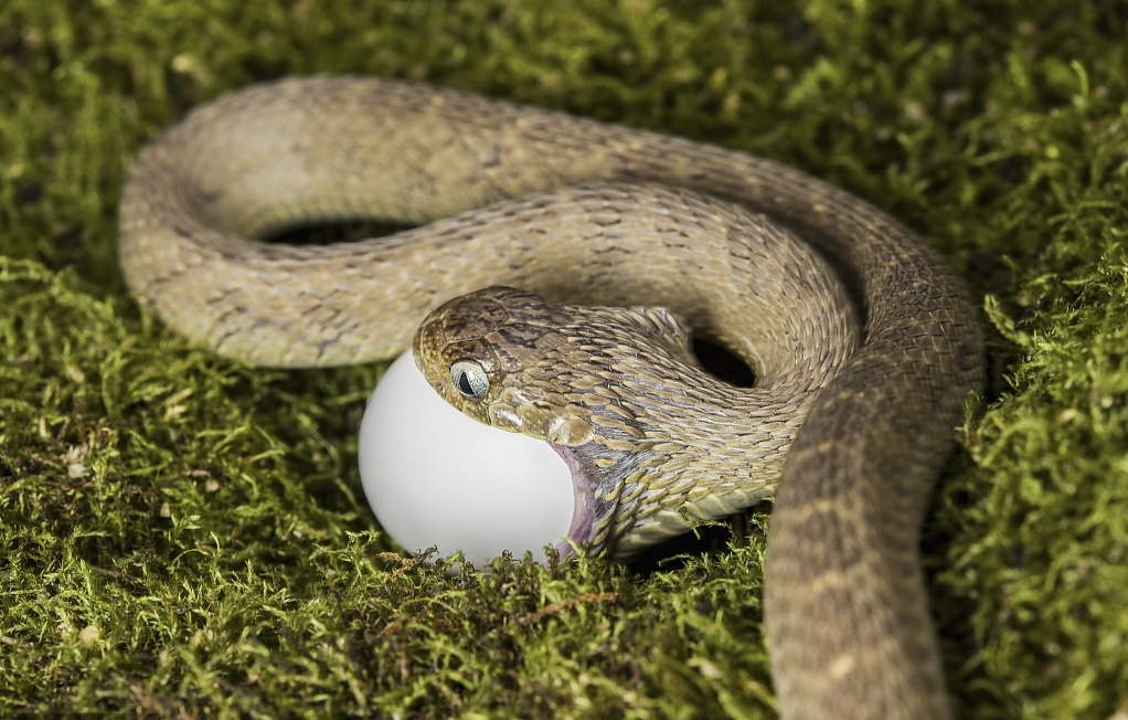 snake系列1我们对蛇的恐惧源自哪里