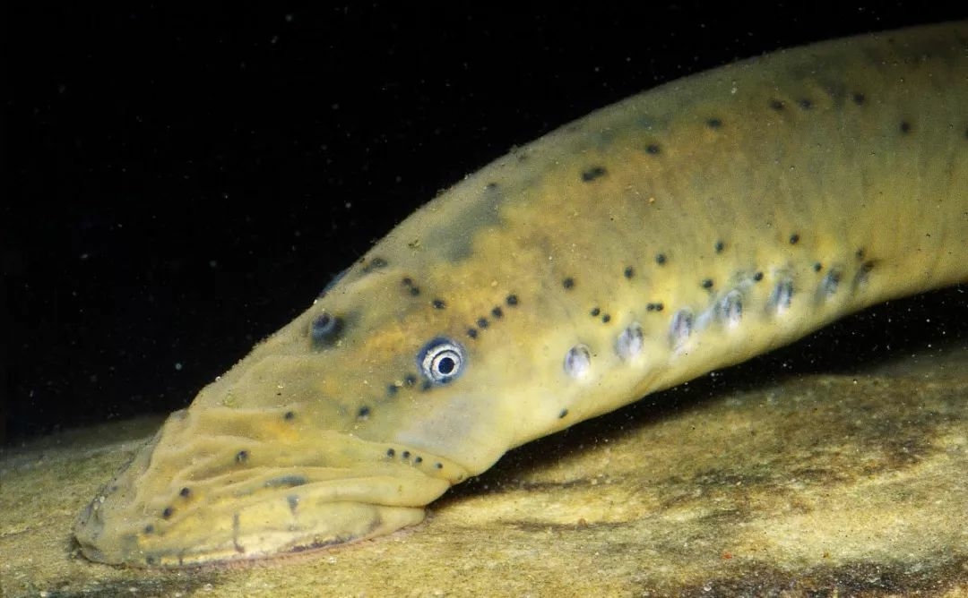 ▎密恐者的噩梦!圈圈嘴大黄牙的七鳃鳗(请慎入)