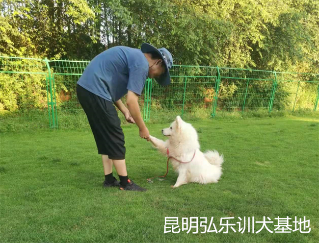 新手该如何训狗？云南昆明宠物训练哪家好？认准弘乐训犬基地 - 哔哩哔哩