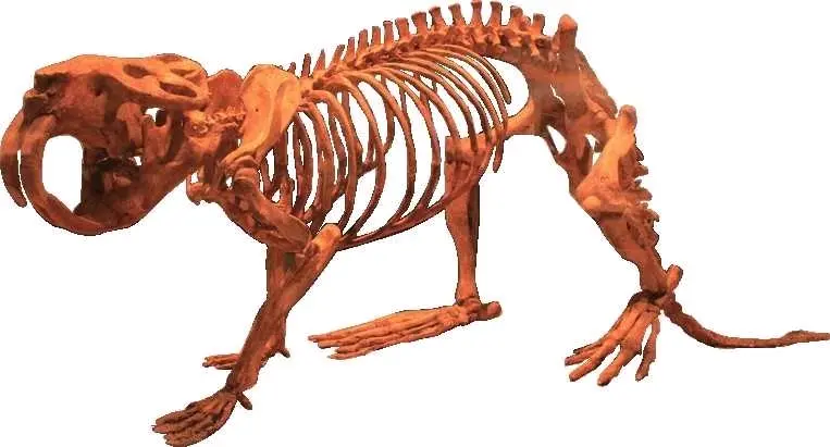 河狸科 大河狸 哔哩哔哩