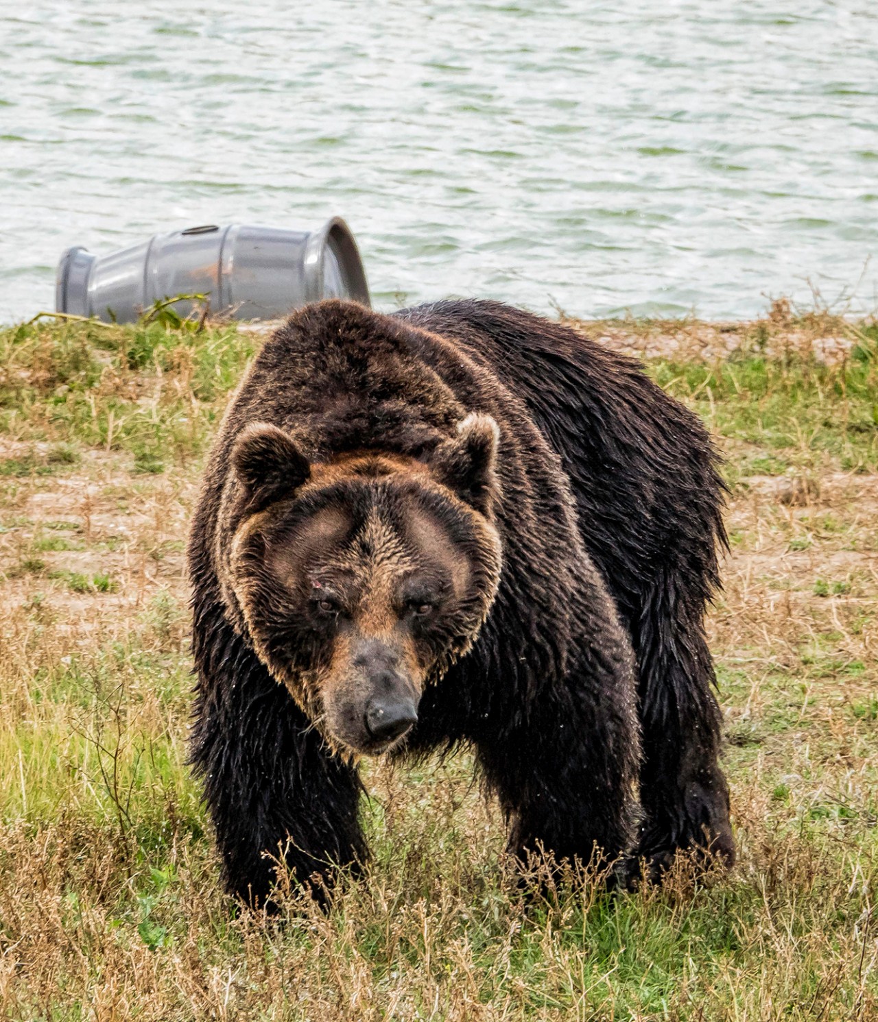 熊家族：棕熊、亚洲黑熊、美洲黑熊……__财经头条